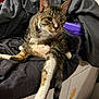 Nessi joined the competition — help win amazing prizes! cat, tabby, pet, animal, feline, relaxed, indoor, fur, whiskers, ears, tail, paw, sitting, looking_away, bed, blanket, cushion, domestic, household, purple_box