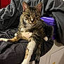 Nessi is registered to the contest to win money with this photo: cat, tabby, pet, feline, relaxed, indoor, blanket, fur, whiskers, ears, tail, paws, resting, cozy, household, fabric, domestic_animal, laying, mammal, cute