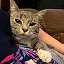 cat, gray_tabby, white_paws, close_up, indoor, pet, animal, resting, comfort, curious, feline, whiskers, soft_lighting, fabric, patterned_clothing, paw, relaxed, domestic_cat, human_arm, cozy