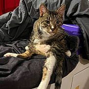 Nessi joined the competition — help win amazing prizes! cat, tabby, white_paws, indoor, blanket, comforter, red_curtain, relaxed, sitting, fur, pet, animal, whiskers, tail, paw, resting, feline, household, cozy, looking
