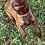 Gracie joined the competition — help win amazing prizes! dog, brindle, collar, leaping, excited, outdoor, greenery, grass, playful, pet, animal, canine, closeup, nature, happy, active, fur, tongue, ears, mouth