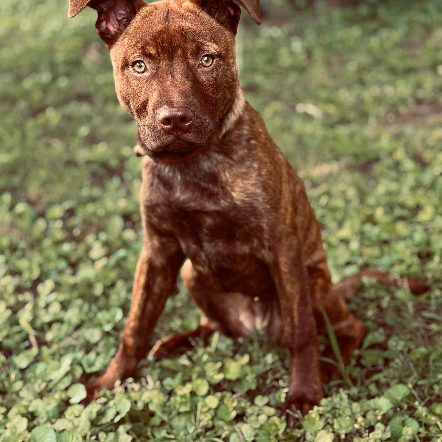 Gracie joined the competition — help win amazing prizes! alert, animal, background_blur, brindle, canine, closeup, cute, daylight, dog, ears, eyes, fur, grass, greenery, nature, outdoor, pet, portrait, sitting, young_dog