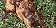 Gracie is registered to the contest to win money with this photo: dog, brindle, animal, pet, outdoor, grass, clover, nature, cute, playful, ears, lying_down, brown, canine, fur, expression, eyes, tongue, friendly, happy