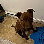 Gracie is registered to the contest to win money with this photo: dog, brown_dog, indoor, tile_floor, blue_cloth, baseboard_heater, pet, curious, sitting, floor, animal, domestic_animal, looking_up, ears, snout, tail, clutter, home, wall, paw