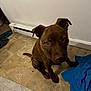 dog, brown_dog, indoor, tile_floor, blue_cloth, baseboard_heater, pet, curious, sitting, floor, animal, domestic_animal, looking_up, ears, snout, tail, clutter, home, wall, paw
