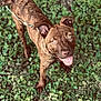 Gracie is registered to the contest to win money with this photo: dog, brindle, leash, outdoor, grass, clover, pet, animal, canine, happy, playful, nature, greenery, looking_up, tongue_out, ears_up, four_legs, daylight, close_up, friendly