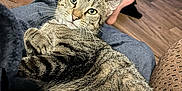 Hyde is registered to the contest to win money with this photo: cat, tabby, pet, animal, indoor, flooring, person, feet, relaxing, fur, whiskers, home, cozy, blue_bowl, wood_floor, closeup, domestic_cat, resting, looking_at_camera, lap