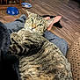 cat, tabby, pet, animal, indoor, flooring, person, feet, relaxing, fur, whiskers, home, cozy, blue_bowl, wood_floor, closeup, domestic_cat, resting, looking_at_camera, lap