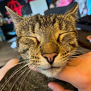 Hyde joined the competition — help win amazing prizes! cat, tabby_cat, close_up, pet, animal, whiskers, hand, indoor, feline, content, scratching, human_hand, fur, relaxed, domestic_cat, face, nose, ear, eyes_closed, cozy