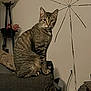 cat, tabby_cat, sitting, couch, indoor, lamp, plush_toy, wall_decoration, living_room, furniture, pet, animal, feline, alert, brown, striped, cozy, household, soft_lighting, domestic