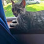 cat, tabby_cat, windowsill, window, curtain, indoor, animal, pet, house, greenery, car, suburb, relaxing, feline, whiskers, daylight, wood, looking, resting, domestic