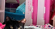 Nyx joined the competition — help win amazing prizes! cat, black_cat, pet, animal, feline, yellow_eyes, lying_down, relaxed, bed, blanket, fuzzy_blanket, bedroom, toy_furniture, pink, purple, colorful, indoor, portrait, sunlight, whiskers