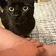 Nyx is registered to the contest to win money with this photo: black_cat, cat, feline, wide_eyes, green_eyes, whiskers, ears, fur, pet, animal, close_up, portrait, indoors, blanket, textile, litter_box, home, human_hand, arm, cozy