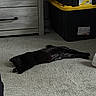 cat, black_cat, pet, animal, feline, lying_down, stretching, sleeping, relaxed, carpet, indoor, bedroom, dresser, storage_bin, plastic_container, shoe, paws, tail, dark_fur, home
