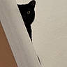 cat, black_cat, pet, animal, feline, peeking, eye, shadow, dark, indoors, door, opening, wall, closeup, portrait, mysterious, curious, dramatic_lighting, surveillance, home