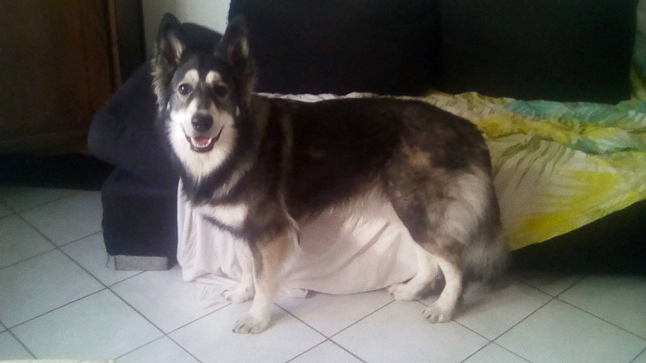 Meîka participe au concours pour gagner de l'argent avec cette photo : ancient_dog_breeds, canidae, canis, carnivore, companion_dog, dog, dog_breed, flooring, fur, non_sporting_group, sled_dog, snout, sporting_group, tail, terrestrial_animal, whiskers, working_animal, working_dog