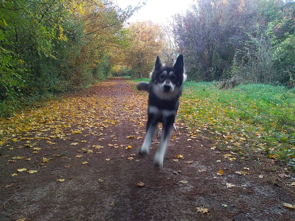 Meîka participe au concours pour gagner de l'argent avec cette photo : asphalt, canis, carnivore, dog, dog_breed, fawn, german_shepherd_dog, grass, herding_dog, leaf, old_german_shepherd_dog, plant, road, road_surface, sky, sunlight, tail, trail, tree, working_animal