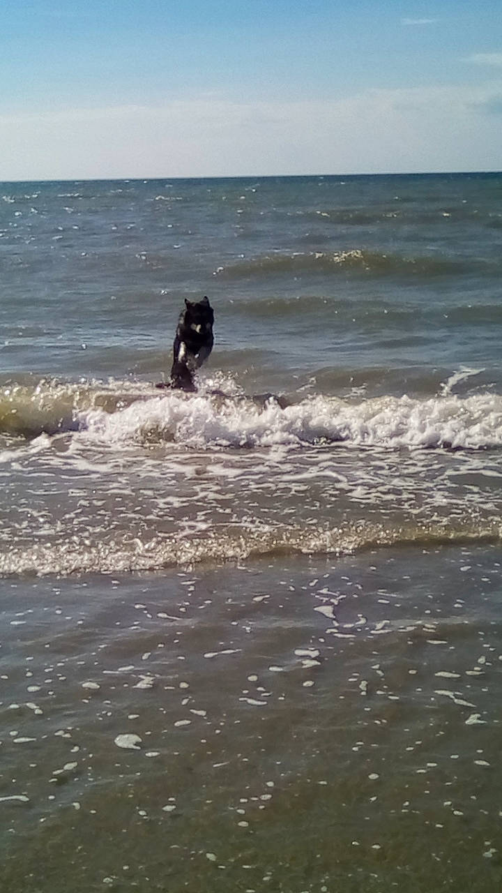 Meîka participe au concours pour gagner de l'argent avec cette photo : beach, canidae, cloud, coast, coastal_and_oceanic_landforms, holiday, horizon, lake, landscape, leisure, ocean, recreation, sand, sky, sporting_group, tide, water, wave, wind, wind_wave