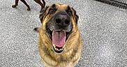 Bear Charles is registered to the contest to win money with this photo: animal, brown_dog, canine, close_up, companion, dog, excited, fence, floor, friendly, german_shepherd, happy, indoor, looking_up, pet, playful, smiling, tail_wagging, tongue_out, two_dogs