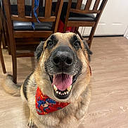 Bear Charles is registered to the contest to win money with this photo: dog, german_shepherd, bandana, red_bandana, dinosaur_print, indoor, wooden_floor, wooden_chair, happy, smiling, tongue_out, pet, canine, animal, domestic_animal, sitting, looking_up, fur, ears, teeth