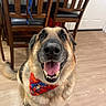 dog, german_shepherd, bandana, red_bandana, dinosaur_print, indoor, wooden_floor, wooden_chair, happy, smiling, tongue_out, pet, canine, animal, domestic_animal, sitting, looking_up, fur, ears, teeth