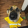 dog, german_shepherd, yellow_raincoat, pet, indoor, wooden_floor, toy, looking_up, canine, fur, ears, big_nose, domestic_animal, companion, cute, animal, portrait, pet_clothing, household, playful
