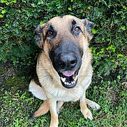 Bear Charles is registered to the contest to win money with this photo: animal, bushes, canine, dog, eyes, friendly, fur, german_shepherd, grass, greenery, happy, nature, nose, outdoor, paw, pet, portrait, sitting, smiling, tongue