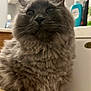 cat, gray_cat, fluffy, pet, indoor, bathroom, toiletries, fur, whiskers, ears, nose, animal, closeup, feline, curious, domestic, household, soft, mammal, portrait