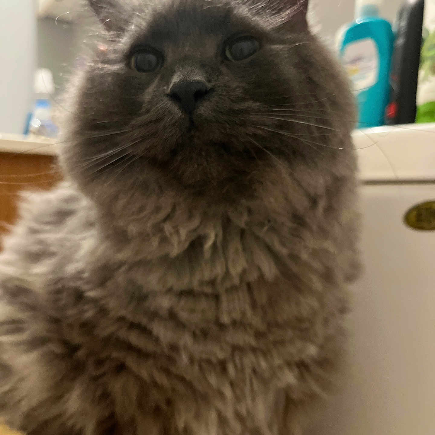 Jax is registered to the contest to win money with this photo: animal, bathroom, cat, closeup, curious, domestic, ears, feline, fluffy, fur, gray_cat, household, indoor, mammal, nose, pet, portrait, soft, toiletries, whiskers
