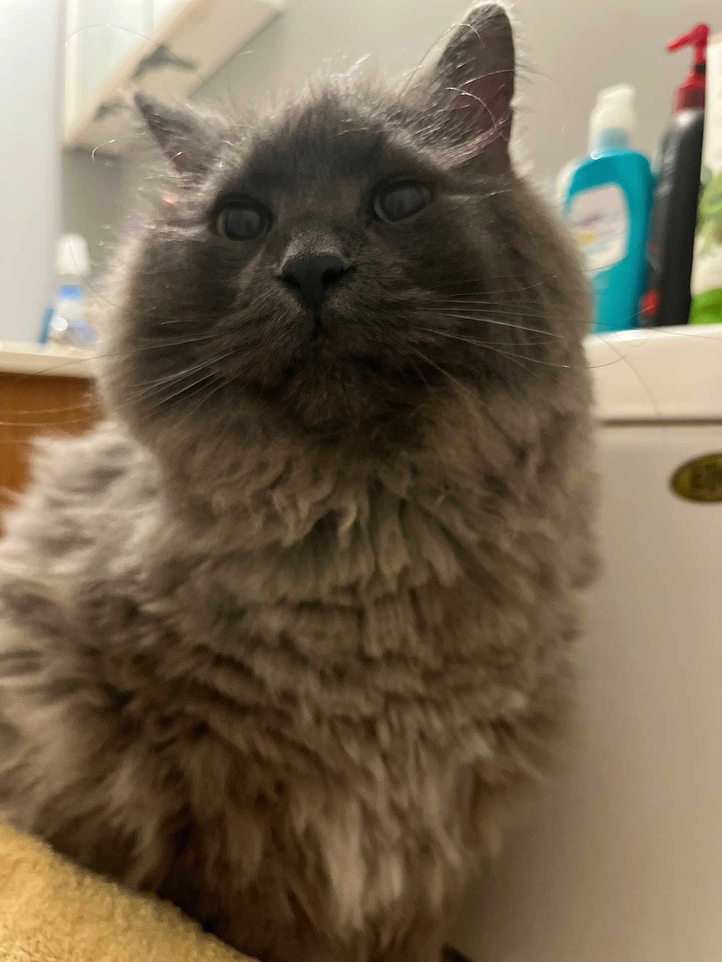 Jax