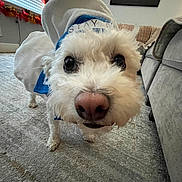 Toby joined the competition — help win amazing prizes! dog, pet, white_fur, indoors, carpet, curious, close_up, nose, outfit, living_room, couch, window, blinds, decor, floor, canine, fur, animal, cute, portrait