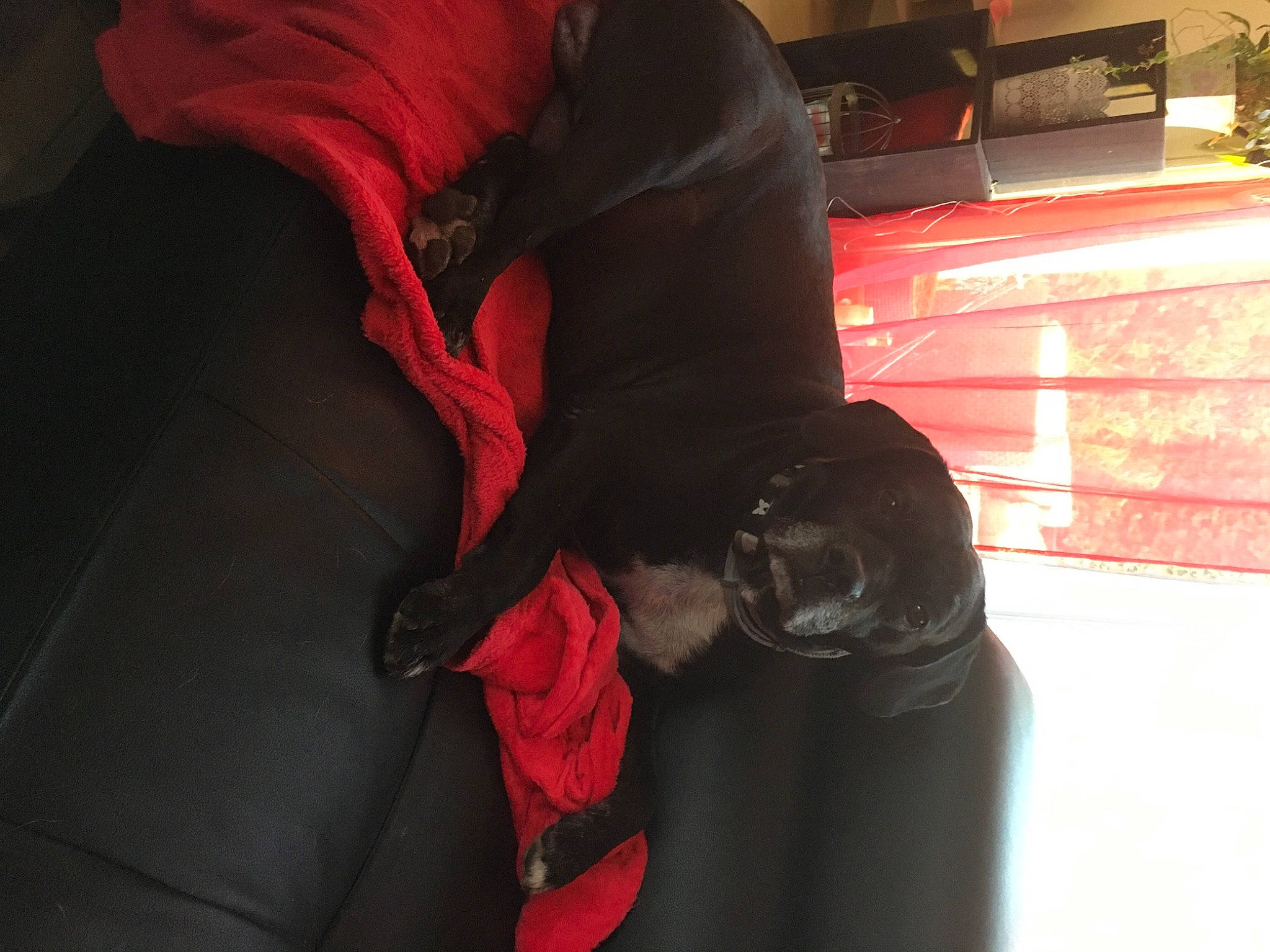 Boo a rejoint le concours — aidez-le/la à gagner de superbes lots ! bag, carmine, carnivore, comfort, companion_dog, couch, dog, dog_breed, electric_blue, fashion_accessory, flooring, fur, human_leg, leather_jacket, luggage_and_bags, magenta, red, sitting, sleeve, tints_and_shades