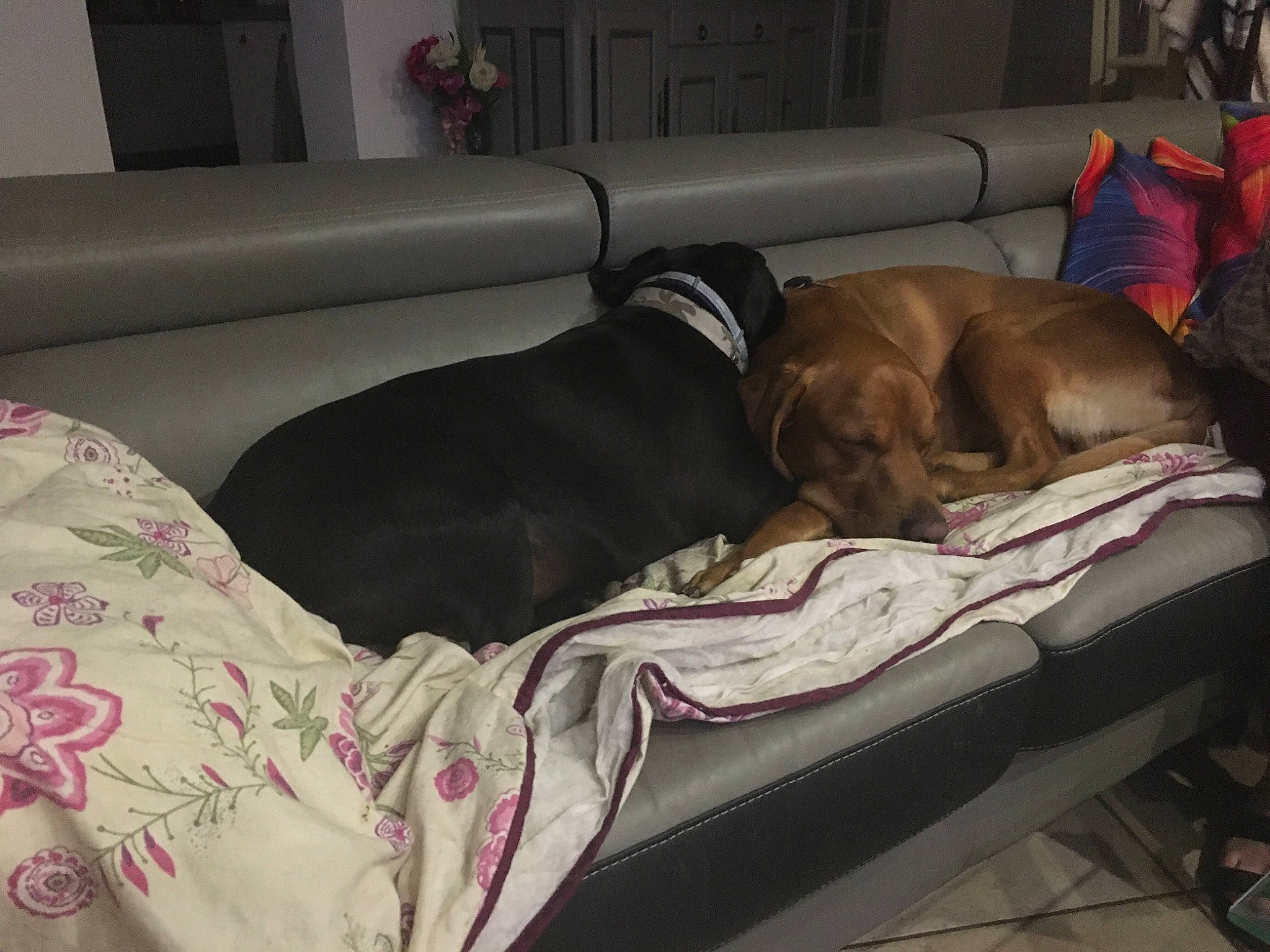 Boo participe au concours pour gagner de l'argent avec cette photo : bed_sheet, bedding, canidae, carnivore, comfort, companion_dog, couch, dog, dog_breed, dog_supply, fawn, fur, linens, liver, nap, pet_supply, room, sporting_group, studio_couch, working_animal