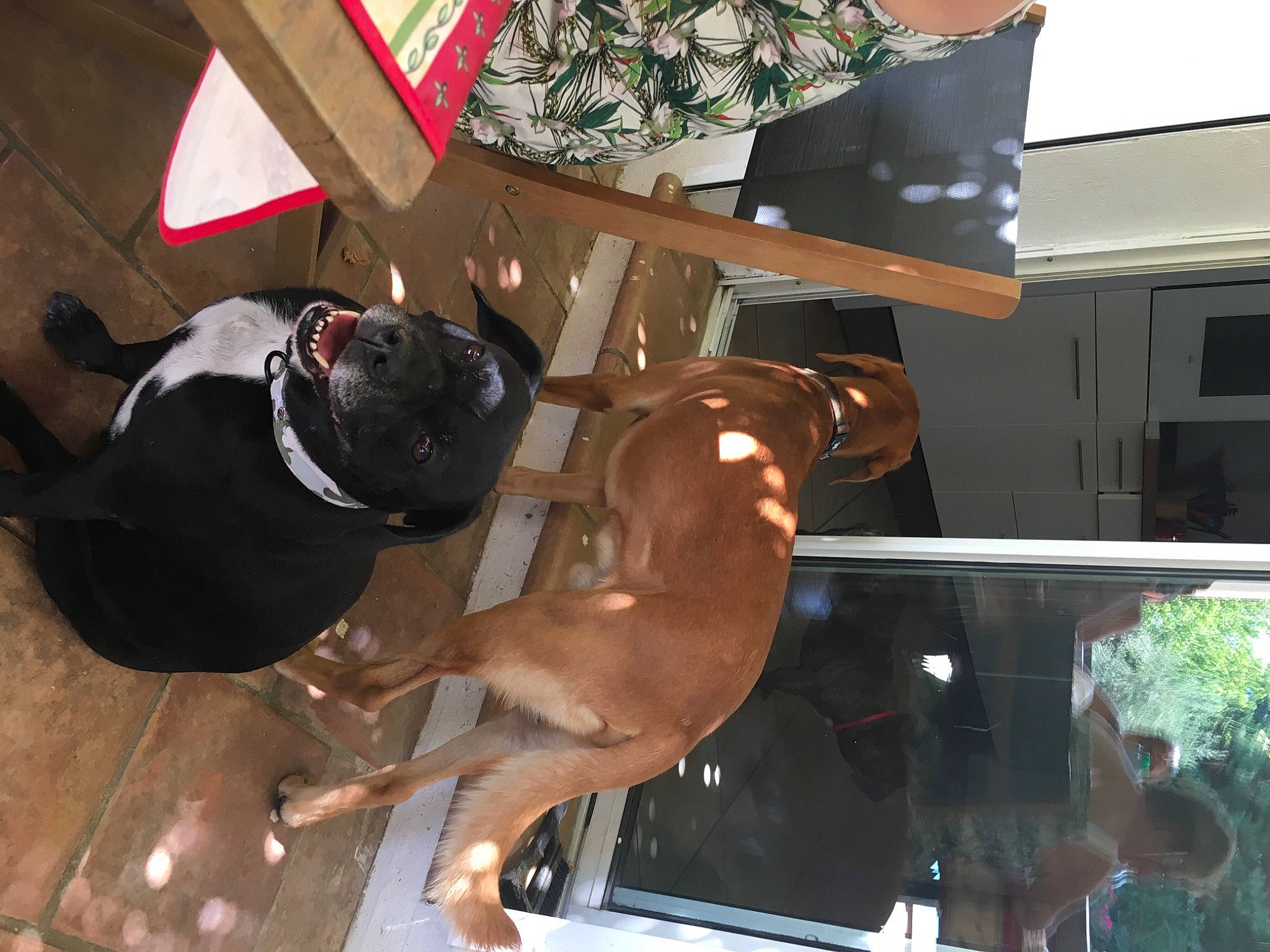 Boo participe au concours pour gagner de l'argent avec cette photo : brown, canidae, carnivore, collar, companion_dog, dog, dog_breed, dog_collar, dog_supply, fawn, flooring, guard_dog, hardwood, liver, non_sporting_group, pet_supply, sporting_group, tail, wood, working_animal