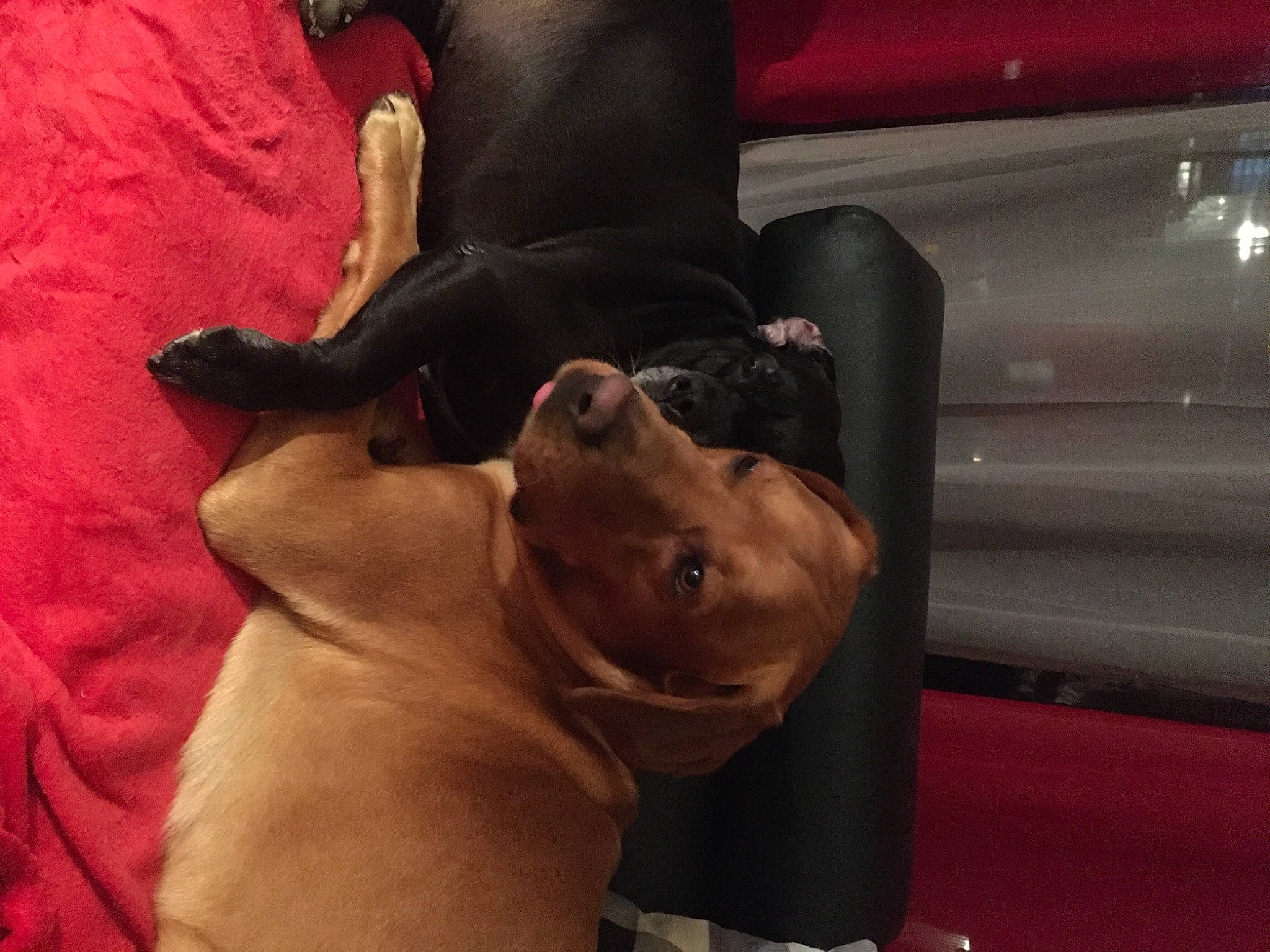 Boo a rejoint le concours — aidez-le/la à gagner de superbes lots ! canidae, carnivore, comfort, companion_dog, dog, dog_breed, fawn, flesh, fur, gesture, guard_dog, liver, magenta, mammal, snout, sporting_group, toy_dog, whiskers, working_animal, wrinkle