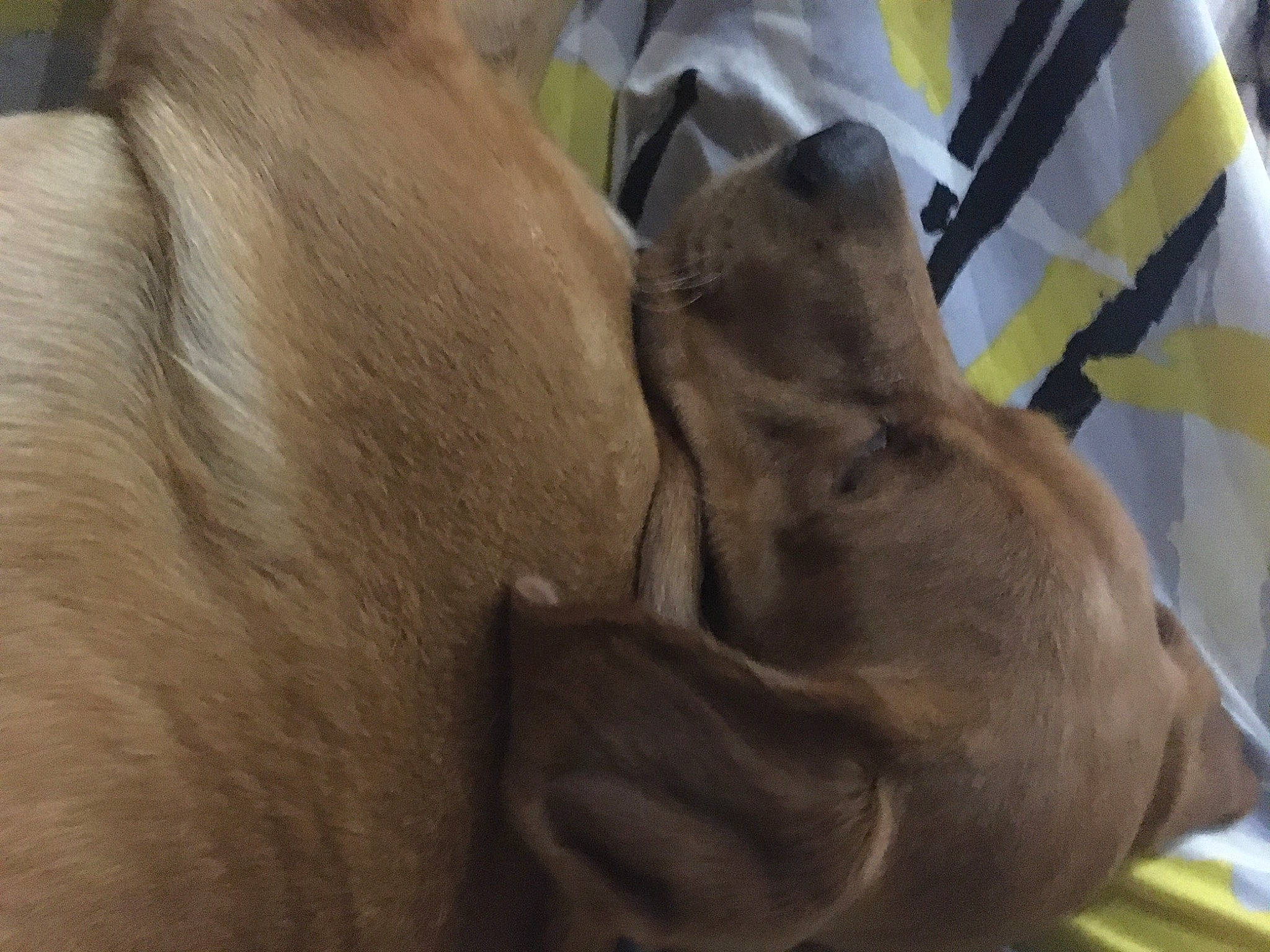 Nem a rejoint le concours — aidez-le/la à gagner de superbes lots ! canidae, carnivore, comfort, companion_dog, dog, dog_breed, fawn, fur, gesture, guard_dog, liver, non_sporting_group, sporting_group, terrestrial_animal, working_animal, wrinkle