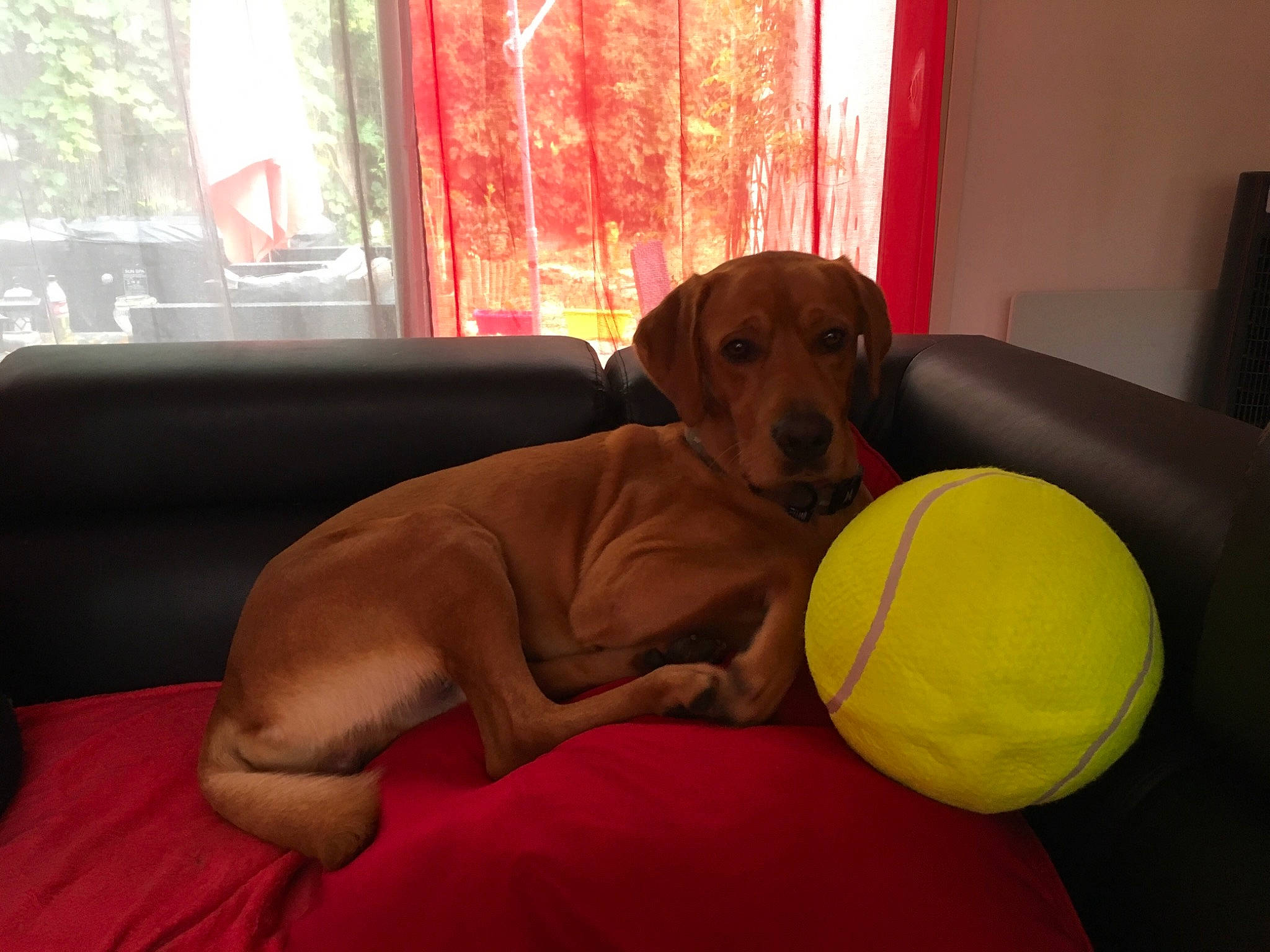 Nem participe au concours pour gagner de l'argent avec cette photo : ball, carnivore, chair, comfort, companion_dog, couch, dog, dog_breed, dog_supply, floor, flooring, hardwood, living_room, mammal, sporting_group, studio_couch, tennis_ball, window, wood, working_animal