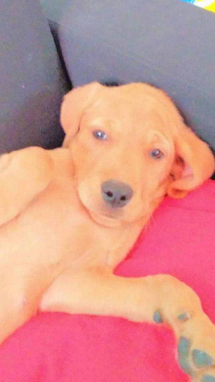 Nem participe au concours pour gagner de l'argent avec cette photo : canidae, carnivore, companion_dog, dog, dog_breed, dog_collar, dog_supply, ear, fawn, flooring, fur, happy, labrador_retriever, nose, paw, retriever, snout, sporting_group, whiskers, working_animal