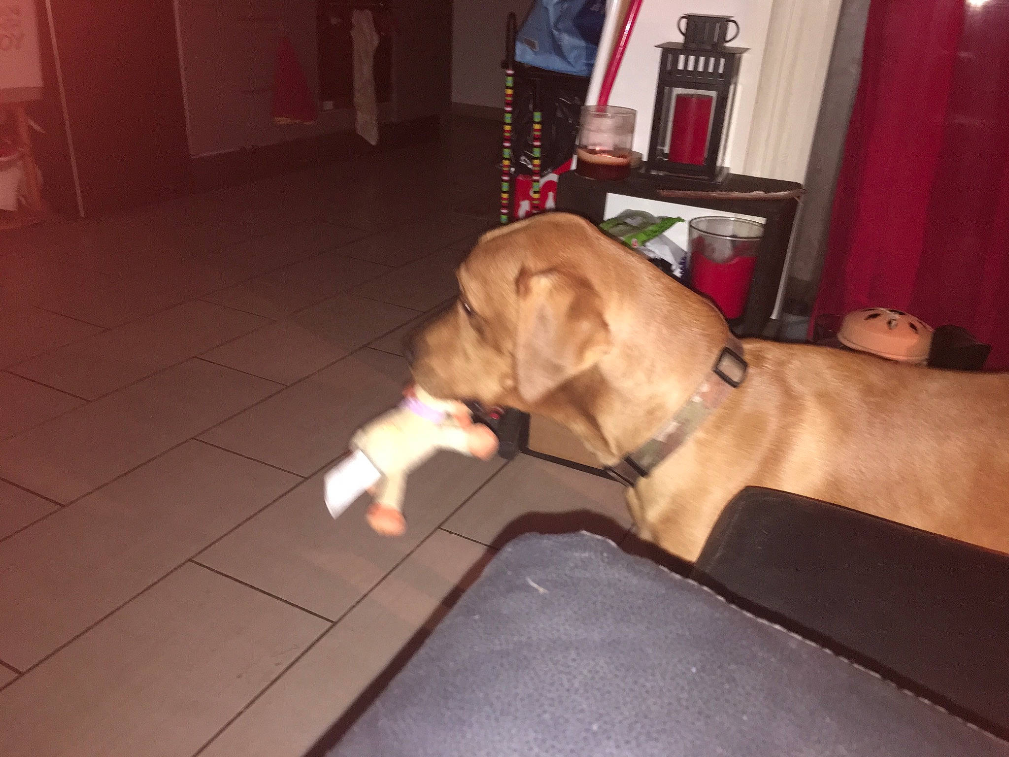 Nem a rejoint le concours — aidez-le/la à gagner de superbes lots ! carnivore, comfort, companion_dog, curtain, dog, dog_breed, fawn, flag, floor, flooring, hardwood, laminate_flooring, mammal, picture_frame, snout, sporting_group, tail, vertebrate, wood, working_animal