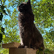 Zakhar participe au concours pour gagner de l'argent avec cette photo : cat, fluffy, outdoor, nature, green_leaves, stone_ledge, sunlight, sky, animal, pet, feline, portrait, sitting, quiet, peaceful, daytime, ivy, shadow, tree, profile