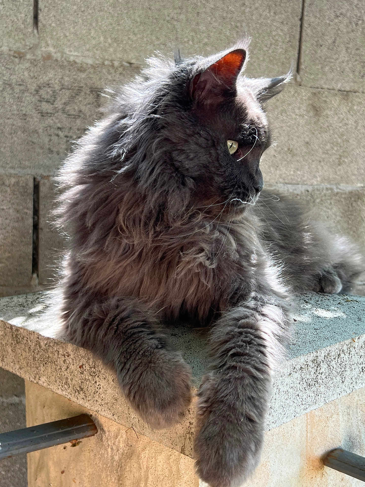 Zakhar a rejoint le concours — aidez-le/la à gagner de superbes lots ! cat, gray_cat, fluffy, feline, animal, pet, resting, sunlight, stone, ledge, outdoor, profile, whiskers, ears, paws, fur, relaxed, looking_away, daylight, quiet