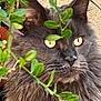 Zakhar participe au concours pour gagner de l'argent avec cette photo : cat, gray_cat, fluffy_fur, yellow_eyes, close_up, green_leaves, plants, outdoor, animal, pet, whiskers, face, ears, nature, feline, portrait, curious, mystical, soft_light, texture