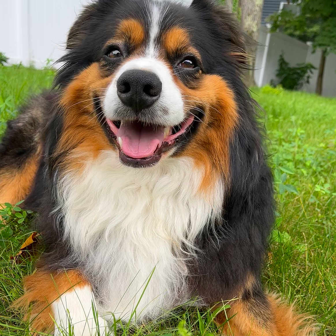 Ollie joined the competition — help win amazing prizes! animal, canine, closeup, dog, domestic, eyes, friendly, fur, grass, happy, laying_down, nature, nose, outdoor, paw, pet, smiling, tongue, tongue_out, tricolor