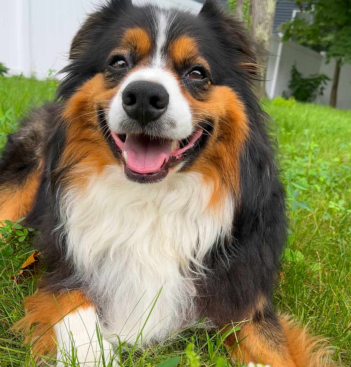 Ollie joined the competition — help win amazing prizes! dog, smiling, happy, grass, outdoor, pet, fur, tricolor, canine, nature, closeup, animal, tongue, paw, laying_down, eyes, nose, tongue_out, friendly, domestic
