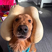 Bruno is registered to the contest to win money with this photo: dog, golden_retriever, bone_shaped_collar, bandana, pet, indoor, floor, furniture, tent, curious, close_up, portrait, canine, animal, domestic, cute, brown_fur, snout, whiskers, eyes