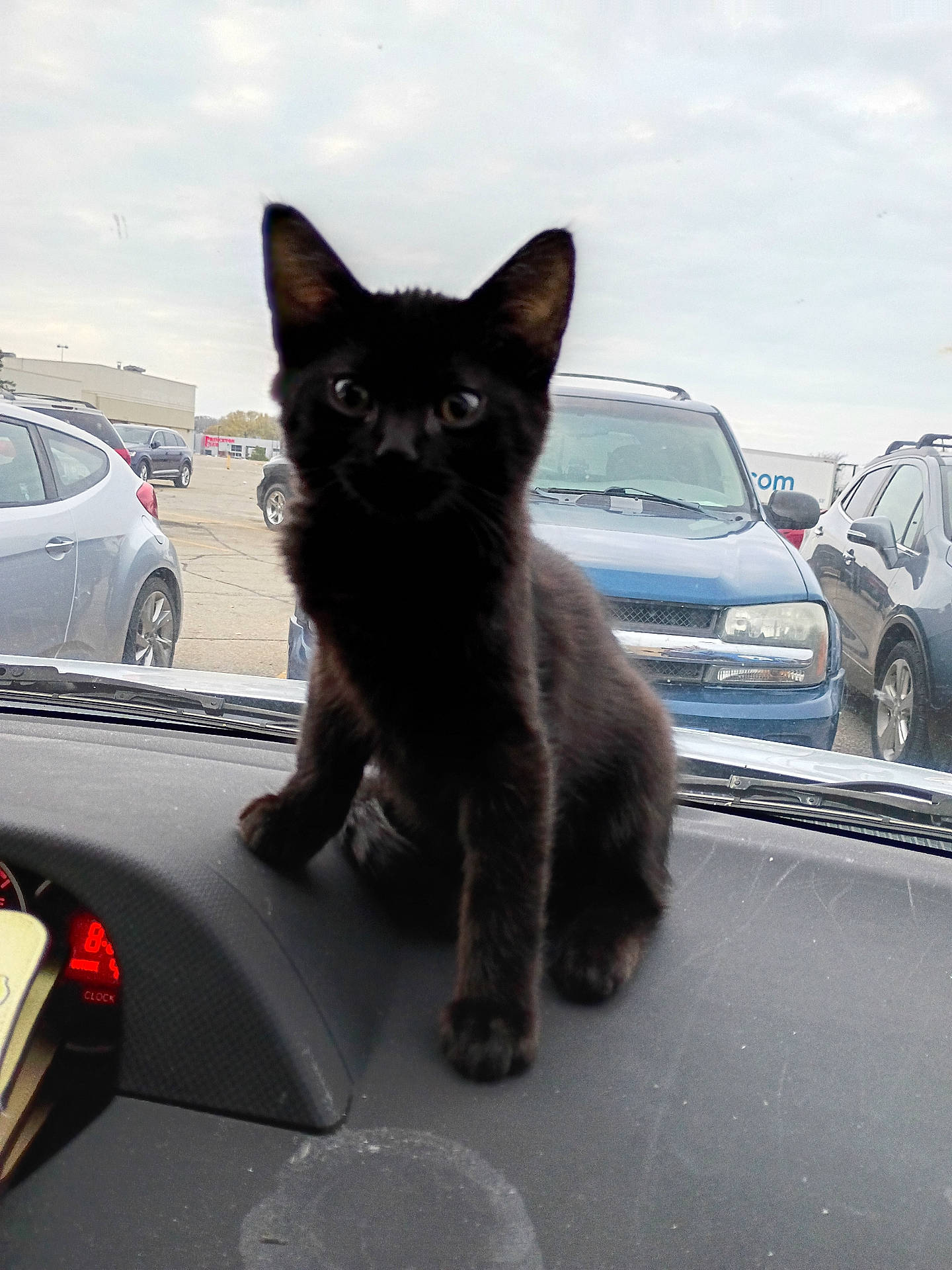 Mary B.b Jane joined the competition — help win amazing prizes! animal, automobile, black_cat, car_dashboard, car_interior, curious, daytime, feline, front_view, kitten, outdoor, parking_lot, pet, road, sitting, sky, transport, urban, vehicle, window