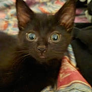 Mary B.b Jane joined the competition — help win amazing prizes! black_cat, kitten, animal, pet, close_up, feline, ears, eyes, whiskers, fur, bed, blanket, colorful, pattern, indoor, resting, young, cute, curious, domestic_animal