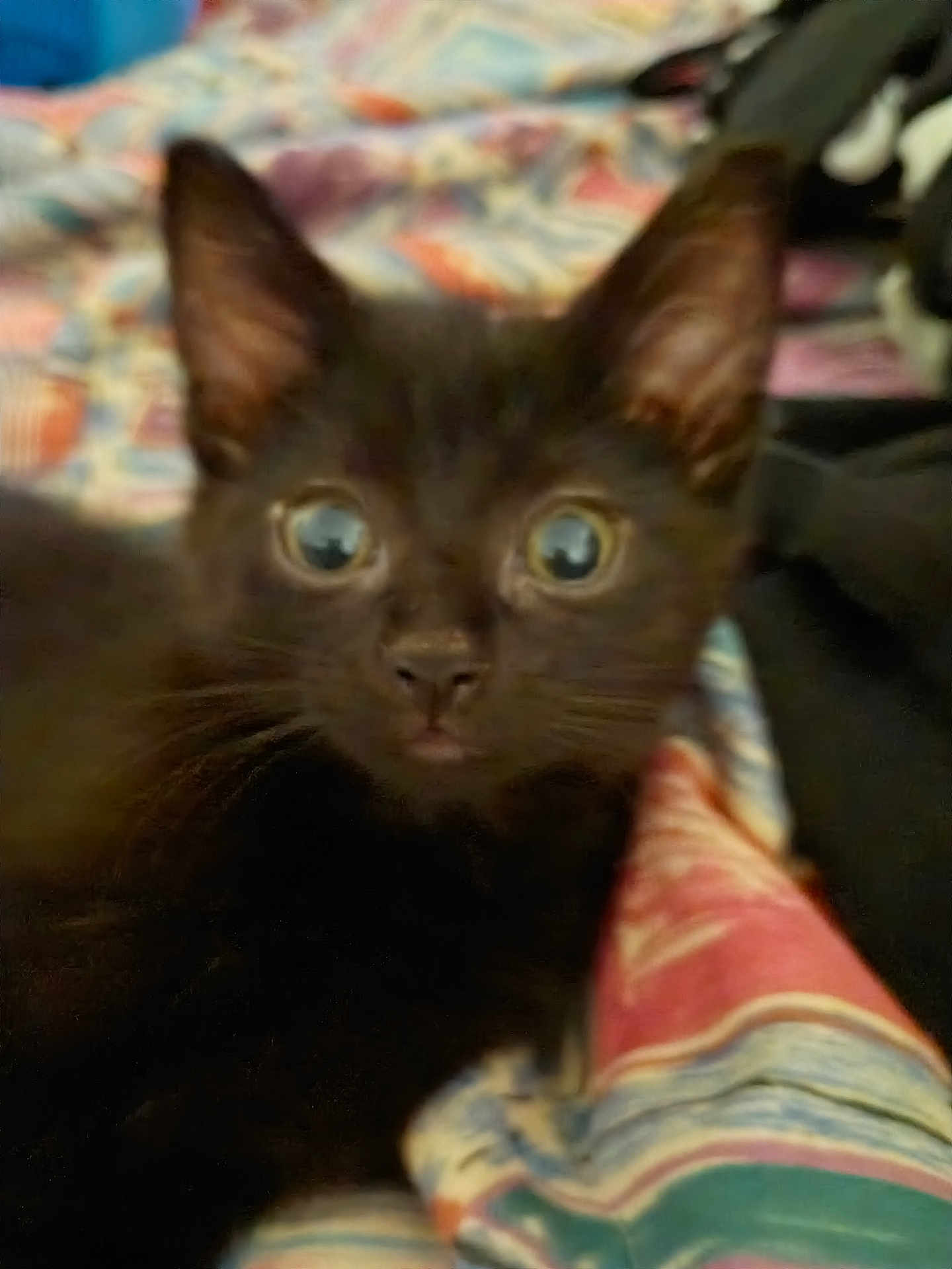 Mary B.b Jane joined the competition — help win amazing prizes! black_cat, kitten, animal, pet, close_up, feline, ears, eyes, whiskers, fur, bed, blanket, colorful, pattern, indoor, resting, young, cute, curious, domestic_animal