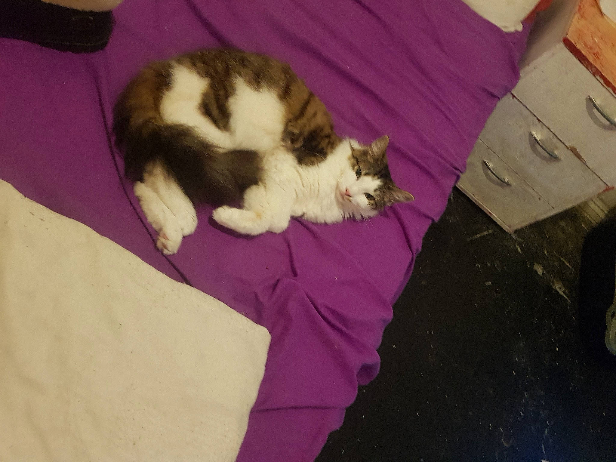 Cuddles joined the competition — help win amazing prizes! canidae, carnivore, cat, comfort, companion_dog, dog_breed, domestic_short_haired_cat, felidae, flooring, fur, hardwood, magenta, nap, paw, shipping_box, small_to_medium_sized_cats, sporting_group, tail, whiskers, wood