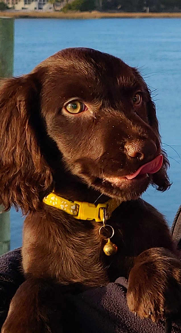 Cooper
